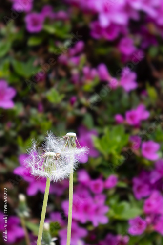The dandelion seeds were blown away by the wind.민들레 홀씨들이 바람에 날아갔습니다.