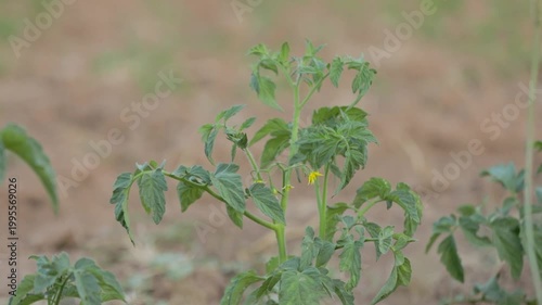A young tomato plant with green leaves and a small yellow flower growing in soil.