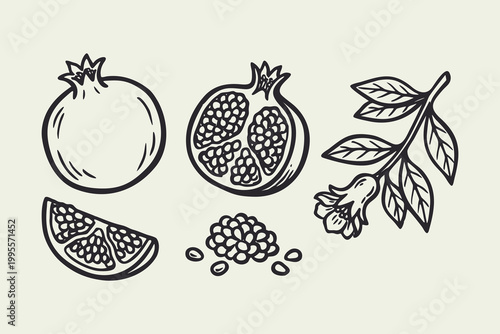 Pomegranate Fruit and Flower Vector Sketches