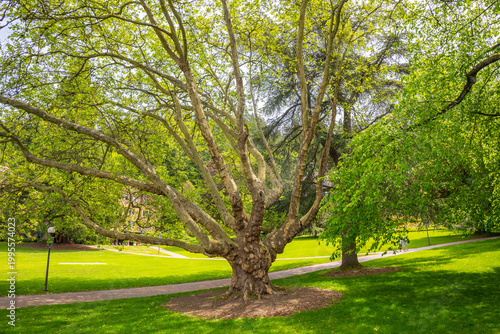 Majestic Tree in a Green Park