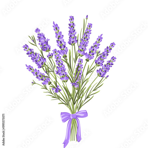 Provence lavender bouquet with ribbon bow vector