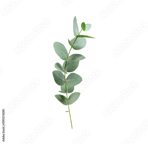 Green fresh eucalyptus branches isolated on transparent background. With clipping path. Eucalyptus mockup for design, advertising, postcards and layouts. Eucalyptus cut out along the contour