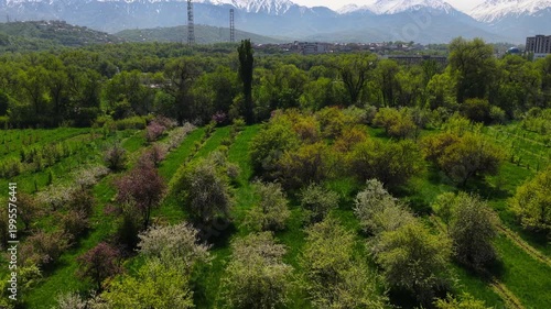 Flowering of Sievers apple trees in the Botanical Garden of Almaty. The view from the drone.