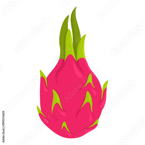 Dragon fruit illustration. Tropical pink pitahaya fruit with green scales on white background. Exotic sweet pitaya plant whole ripe fruit isolated on white. Fresh healthy organic food.
