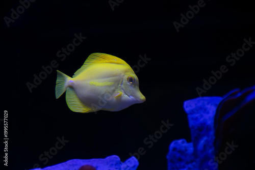 A yellow tang swimming peacefully in a marine aquarium, displaying its characteristic intense color.