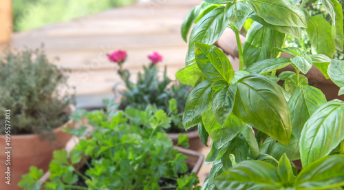 closeup on leaf of basil growing outdoors in flowerpot  with rosemary , and p...