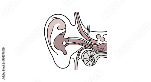 Comprehensive scientific illustration revealing the intricate anatomy of the human ear, essential for understanding auditory perception, hearing, and balance