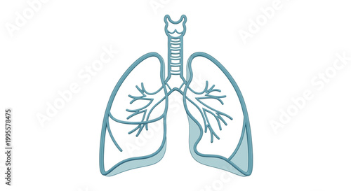 An illustration of the human respiratory system, focusing on the lungs and bronchi, symbolizing health and breathing