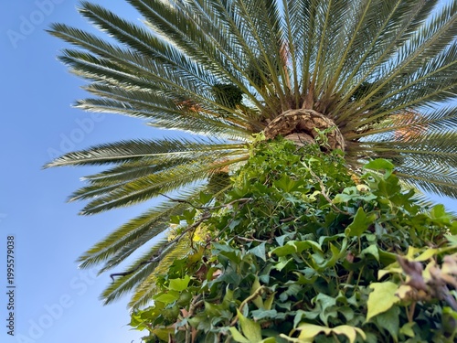 A low-angle view looking up into the canopy of a palm tree with ivy climbing its trunk in San Marcos.