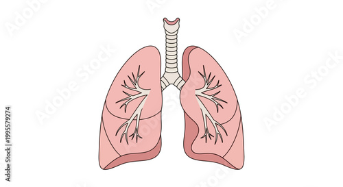 Vector illustration showcasing the intricate anatomy of the human lungs, trachea, and bronchial tree for medical science and health awareness
