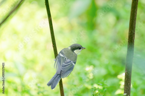 Billede på lærred Juvenile Japanese Tit (Parus minor) Perched in Fresh Green Leaves Early Summer