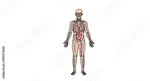 Comprehensive illustration of the human body's intricate internal systems, detailing major organs, skeletal framework, and muscular structure for educational and scientific reference