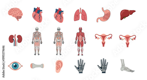 Human stomach organ anatomy illustration, a key part of the digestive system for food processing and health education