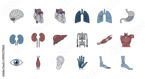 3D anatomical illustration displaying the complex human muscular system and internal organs, a vital visual aid for educational purposes and biological understanding