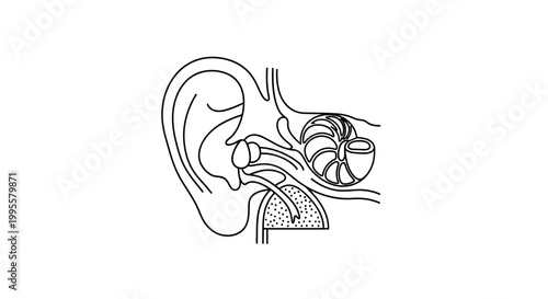 Anatomy of the Human Ear and its Auditory Structure A Detailed Illustration