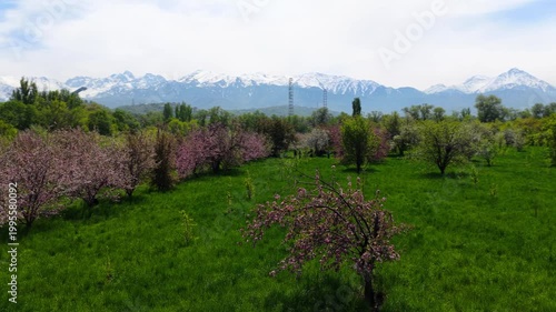 Flowering of Sievers apple trees in the Botanical Garden of Almaty. Slow motion video. The view from the drone.