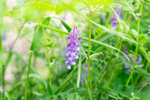 фотографія Close Up of Hairy Vetch (Vicia Villosa) Purple Blossoms in Fresh Green Field