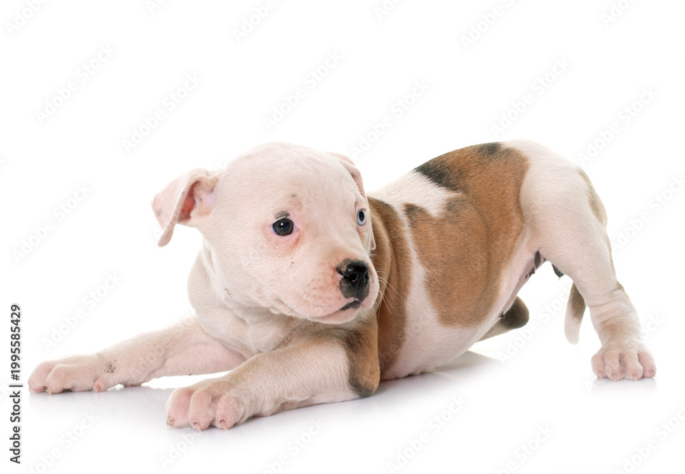 Fototapeta premium puppy american bulldog