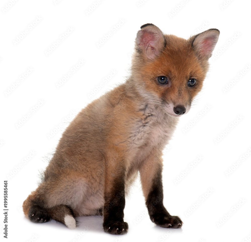 Fototapeta premium fox cub in studio