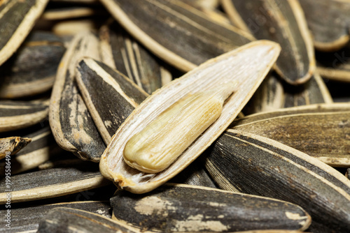 Macro of cracked sunflower seed showing kernel inside