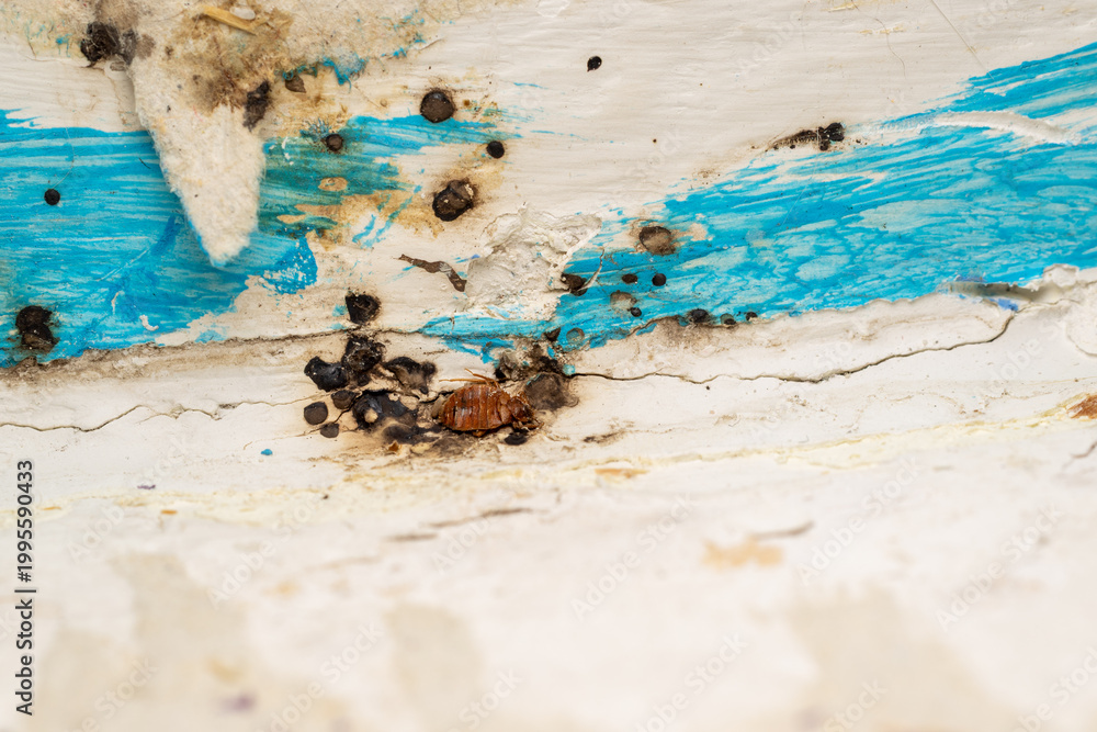 Obraz premium Bed Bug Infestation Close Up Detail