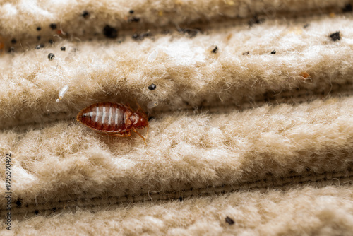 Bed Bug On Fabric Close Up Detail