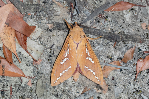 Mustard ghost moth resting on leaf litter forest floor