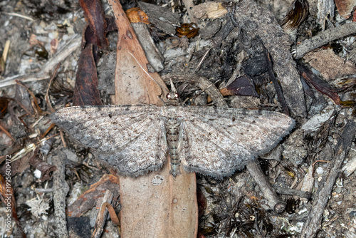 Grey patterned moth with wings spread on forest floor