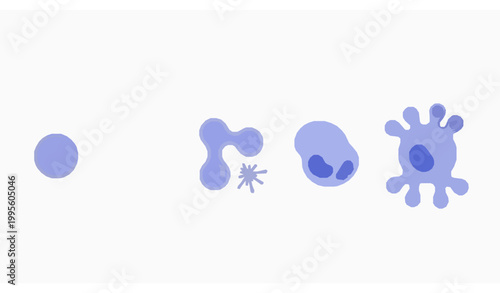 Human B Cell Maturation Process Diagram Showing Immune Response Stages in Flat Medical Vector Style on White Background