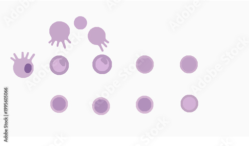B Cell Differentiation Stages Medical Diagram with Immune System Development Flowchart Vector Illustration on White Background