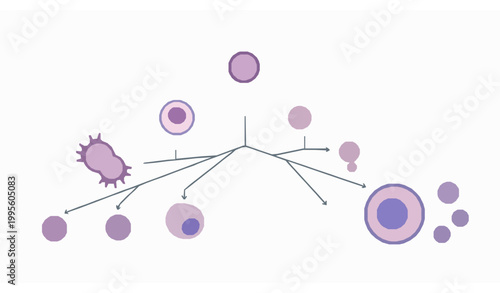 Immune System B Lymphocyte Differentiation Pathway Diagram with Scientific Medical Infographic Vector on White Background