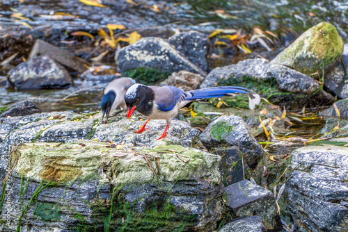 Red-billed blue magpie perching on a rock by a stream