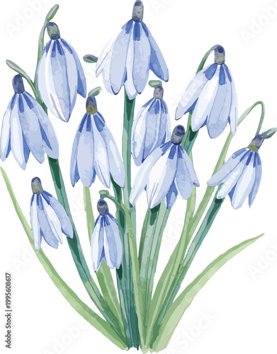Snowdrop flowers bouquet with blue petals for spring