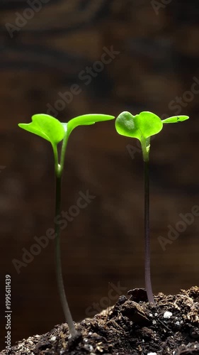 Cabbage early seedlings growing in soil, new life concept