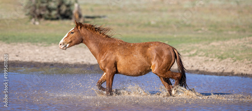 Wild horse Chestnut Mustang Stallion running in a stream in the Apache-Sitgreaves National Forest in Heber Arizona United States