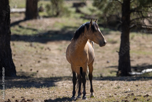 Wild Buckskin Mustang Stallion Standing in Apache-Sitgreaves National Forest, Arizona