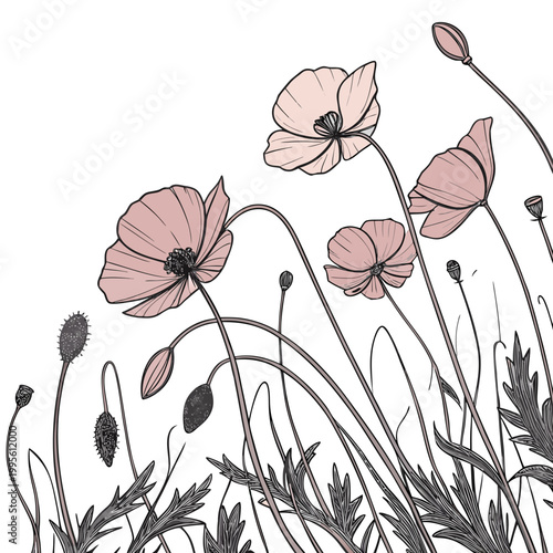 A delicate illustration showcases several pink poppy flowers with slender stems and seed pods against a clean white background high quality professional detailed modern elegant stylish
