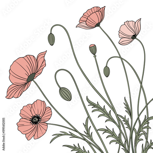 A delicate illustration showcases several pink poppy flowers in various stages of bloom accompanied by slender green stems and seed pods high quality professional detailed modern