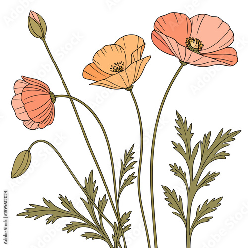 A delicate illustration showcases several vibrant poppy flowers with partially open blooms and slender green stems alongside foliage high quality professional detailed modern elegant stylish clean