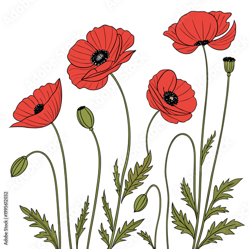 A delicate illustration features vibrant red poppy flowers with dark centers gracefully rising from slender green stems and foliage high quality professional detailed modern elegant stylish