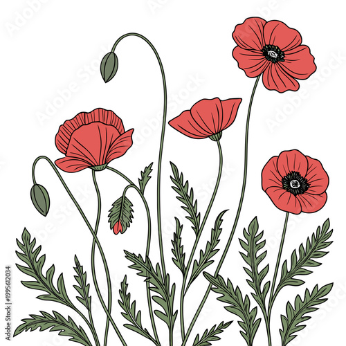 A delicate illustration showcases vibrant red poppies with slender green stems and leaves creating a botanical and artistic composition high quality professional detailed modern elegant stylish