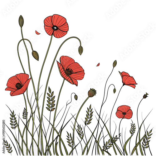 A delicate illustration depicts several vibrant red poppy flowers and slender green stems with leaves against a plain white background high quality professional detailed modern elegant