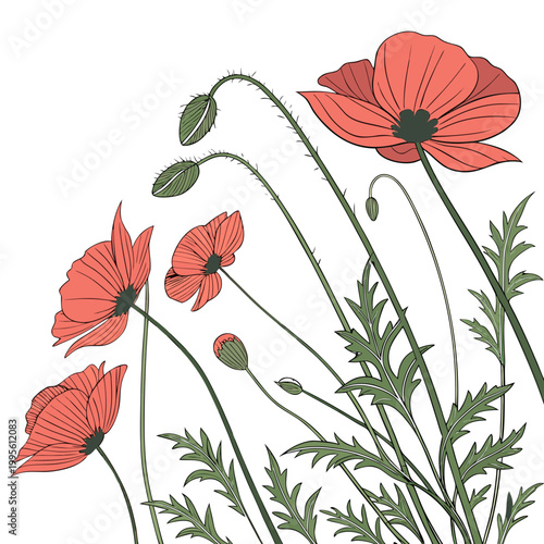 A stylized illustration depicts several vibrant red poppies with delicate curving stems and green leaves against a clean white background high quality professional detailed modern elegant