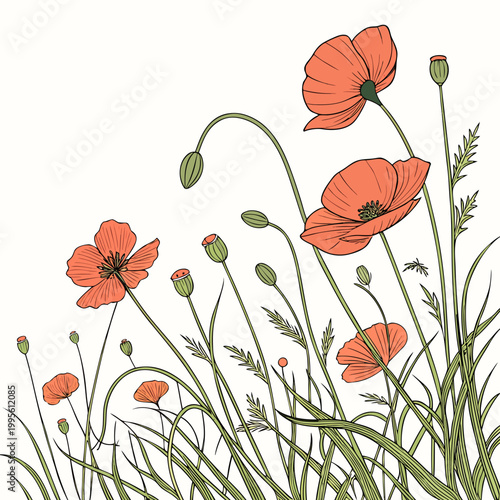 A delicate illustration features vibrant red poppy flowers and their buds showcased with graceful curving stems and slender green leaves high quality professional detailed modern elegant