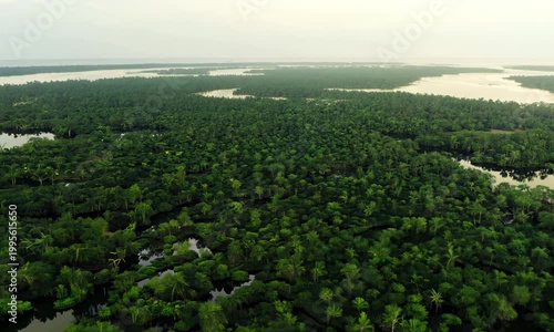 Slow drone flyover tracing tidal channels in dense tropical mangrove canopy