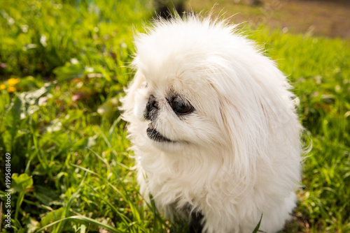 Fluffy white Pekingese dog standing on green grass