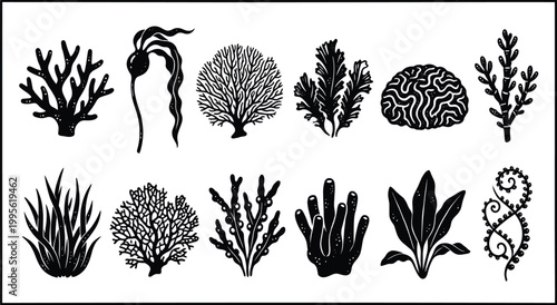 Set of black coral and seaweed silhouettes featuring diverse underwater marine plants and sea flora for ocean life conservation and biology nature concepts