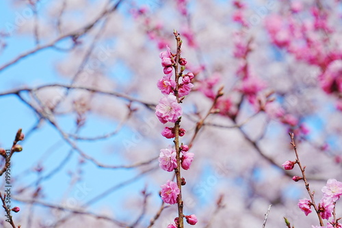 青空を背景にした紅梅の花
