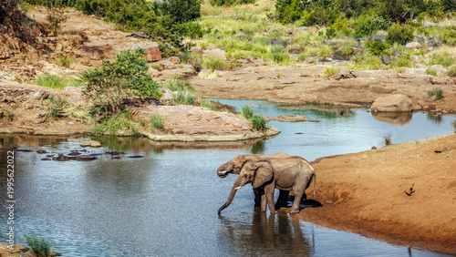 Two African bush elephant drinking in river scenery in Greater Kruger National park, South Africa ; Specie Loxodonta africana family of Elephantidae