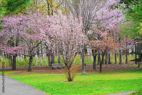 満開の桜並木が美しい散歩道